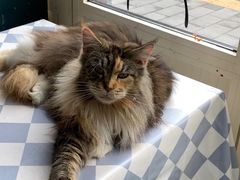 -猫小院猫主题餐厅(南锣旗舰店)