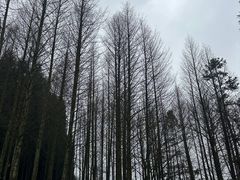 -武陵山森林公园