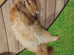 -爪爪喵星球·猫舍(卓悦中心店)