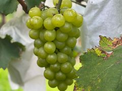 -美家乐农庄·露营·团建(大治路店)