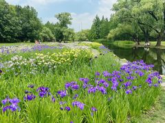 -上海共青森林公园