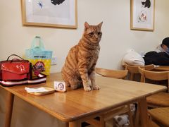 -滚猫咖啡·猫咖·猫友好撸猫(未来城店)