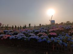 -荷兰花海