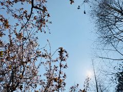 -上海滨江森林公园