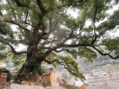 -杨家堂村