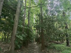 -上海滨江森林公园