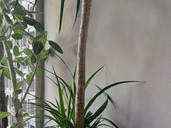 -gaga(北京新中关购物中心店)