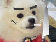 -创凡宠物医院·骨专科  猫科中心(西乡分院)