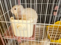 -猫猫幼稚园·撸猫·桌游·电玩
