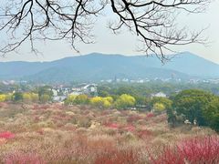 -香雪海
