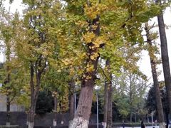 -重庆市江北嘴中央商务区中央公园