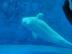 -海合安成都极地海洋公园
