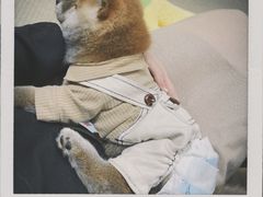 -逗柴咖啡屋·狗咖猫咖宠物桌游