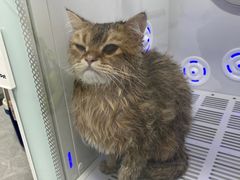 -中农国际动物医院24小时·猫科·骨科·急重症中心