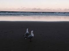 -黄金海岸