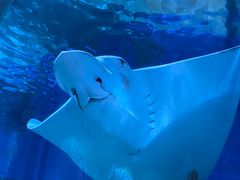 -北戴河圣蓝海洋公园