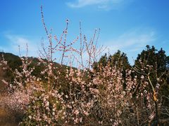 -北京西山国家森林公园