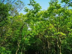 -上海海湾国家森林公园