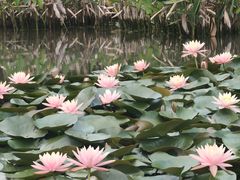 -中国科学院华南植物园