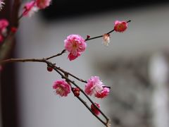 -上海醉白池公园
