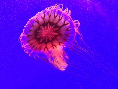 -上海海洋水族馆