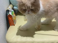 -1013 PET SHOP精品宠物商店(丁香店)