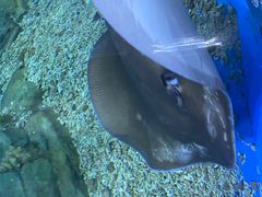 -顺德南宏海立方海洋公园