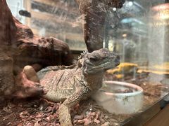 -酷以爬仙阁实体爬宠店·守宫·蜥蜴·专业繁育