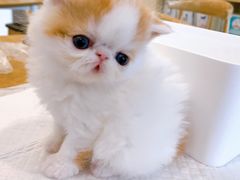 -萌兽医馆·眼科·异宠专科(三里屯店)
