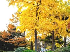 -八大关景区