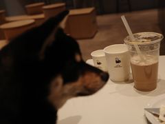 -Seesaw Coffee(西岸凤巢店)