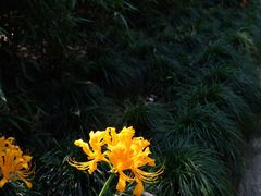 -杭州植物园