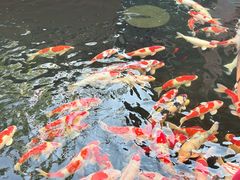 -香麒园·过桥米线·南湖雅宴
