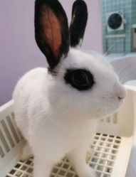 -Moni星球萌宠·小马宝莉·灵蛇·高端高阶全萌宠互动体验俱乐部(红豆国际广场店)