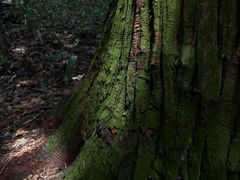 -天目山大树王景区