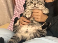 -安安宠物医院(情缘分院)