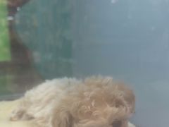 -FAELING PETS美天灵宠物(合生汇店)