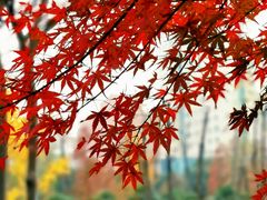 -新虹桥中心花园