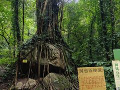 -莫里热带雨林景区