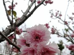 -天适樱花悠乐园