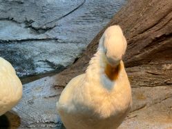 -Zoolung Zoolung动物主题公园(海信广场店)