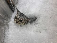 -PETKIT小佩宠物(古北店)