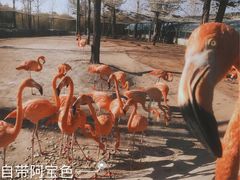 -鄂尔多斯野生动物园