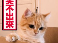 -东方名猫馆·英短金渐层布偶猫舍(环线广场1号楼店)