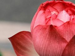 -莫愁湖公园