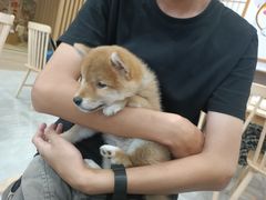 -柴犬小屋·柴餐厅·狗咖食堂(金鼎广场店)