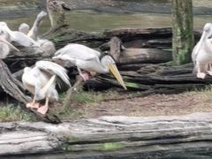 -奥兰多迪士尼动物王国乐园