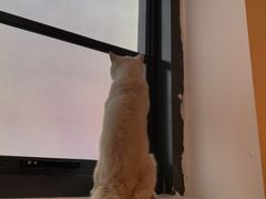 -猫腻·猫咖·撸猫馆(星光大道店)