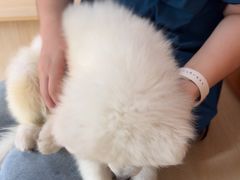 -乐派堂宠物医院·猫友好· 心脏科(东街店)