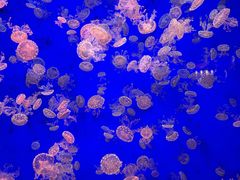 -江和美海洋公园